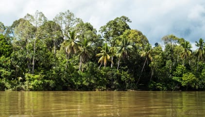 Central Amazon