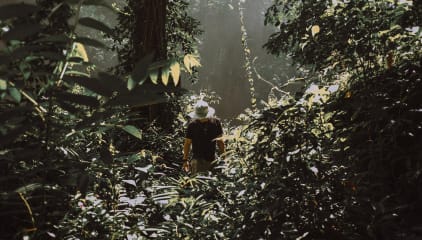 Rainforest Adventure Trek