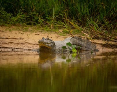 Discover the Amazon