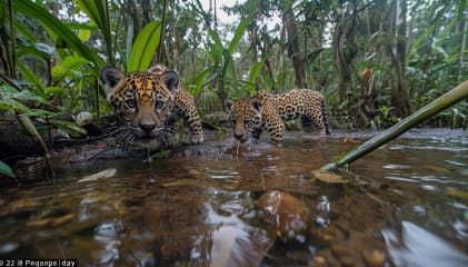 Amazon Wildlife Safari